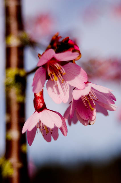 Blossoms Of Spring