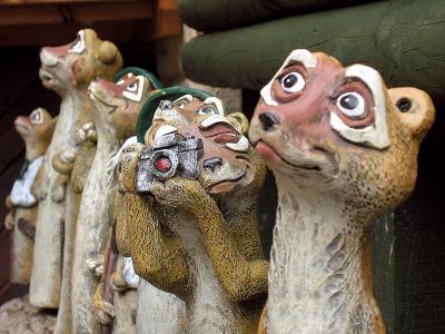 u38/katnphil/medium/32391603.Meercats.jpg