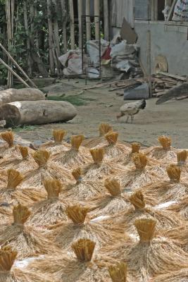 bundles of upland rice drying