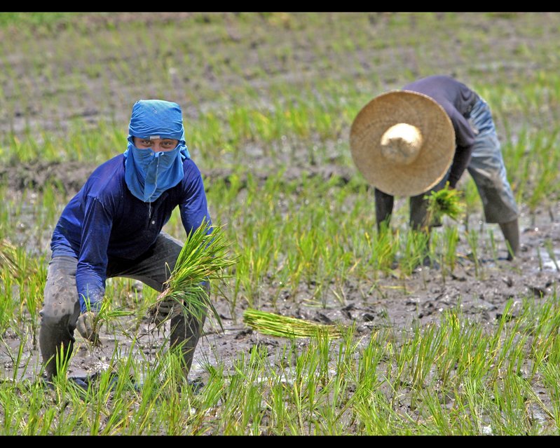 ninja planting