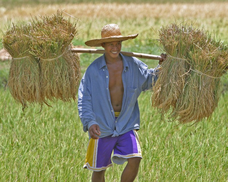 carrying rice bundles in LA Lakers shorts