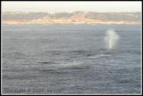 WhaleSighting-2