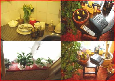 Indoor Plants.
