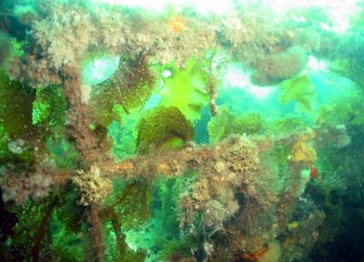 More kelp covered railings