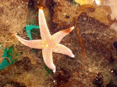 A lone starfish on the wreck