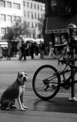 dog.jpg