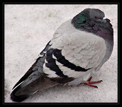 pigeon441.jpg