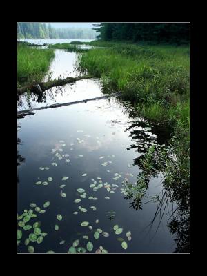 Swampy Water
