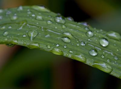 Lily leaf