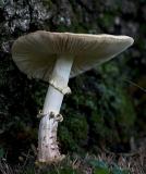 Mushroom, shoe