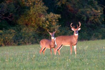 Deer - Bucks County, PA