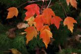 Autumn Leaves