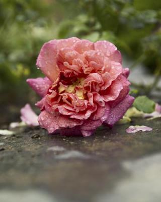 Rain Damaged Rose by John Denton