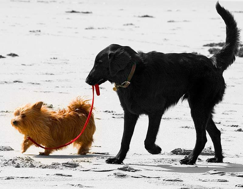 Walking the Dog by Jono Slack