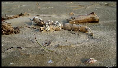 winter beach