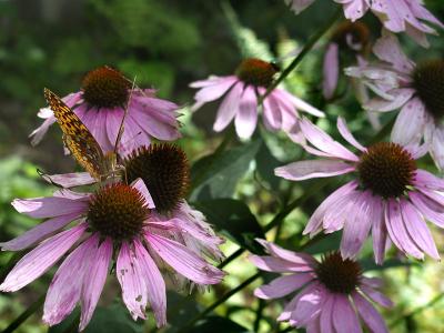 Fritillary on Cone Flowers