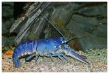 Blue lobster