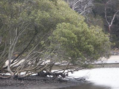 Mangroves, low tide