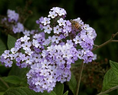 Bee in Faith's garden