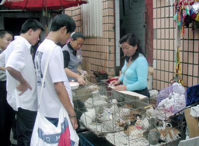 Kittens for sale, Kunming