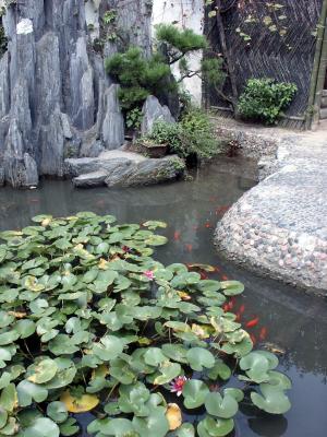 Koi pool and bonsai