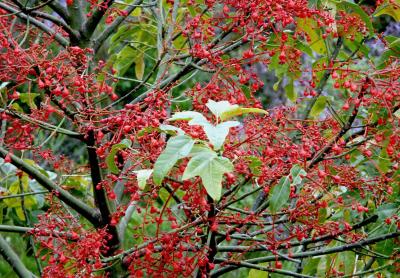 In a suburban garden