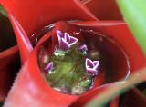 Garden in a flower in a garden