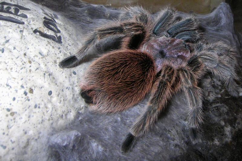 spider.