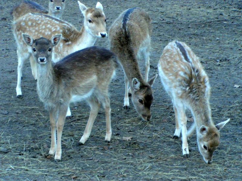 deer9