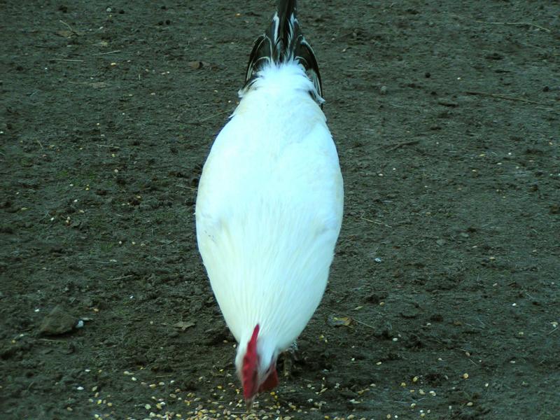 chicken2