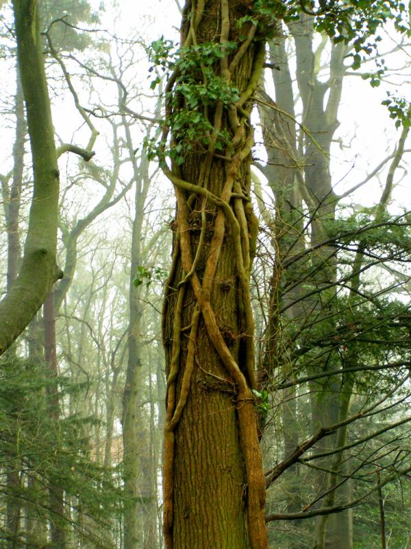 tree2