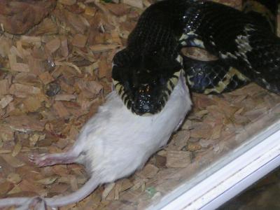 u38/lammert/medium/24723227.snake_food2.jpg