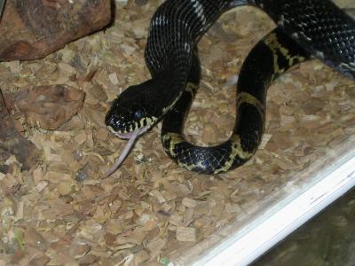 snake_food5