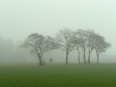 foggy_trees