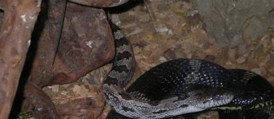 u38/lammert/medium/25250160.snake5.jpg