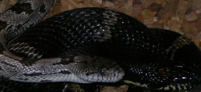 snake6