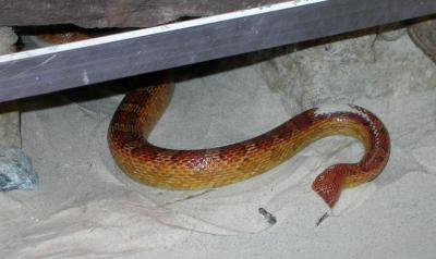 u38/lammert/medium/25251268.snake8.jpg