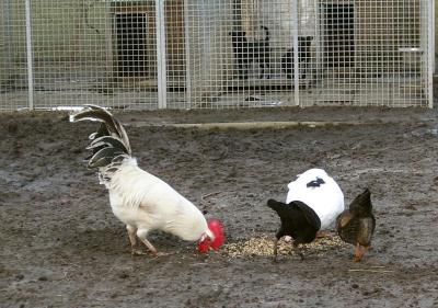chicken