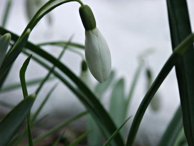 Snowdrop