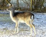 deer3
