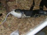 snake_food3