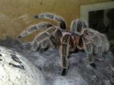 spider3