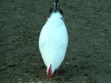 chicken2