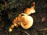 fungus3