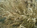 riet winter