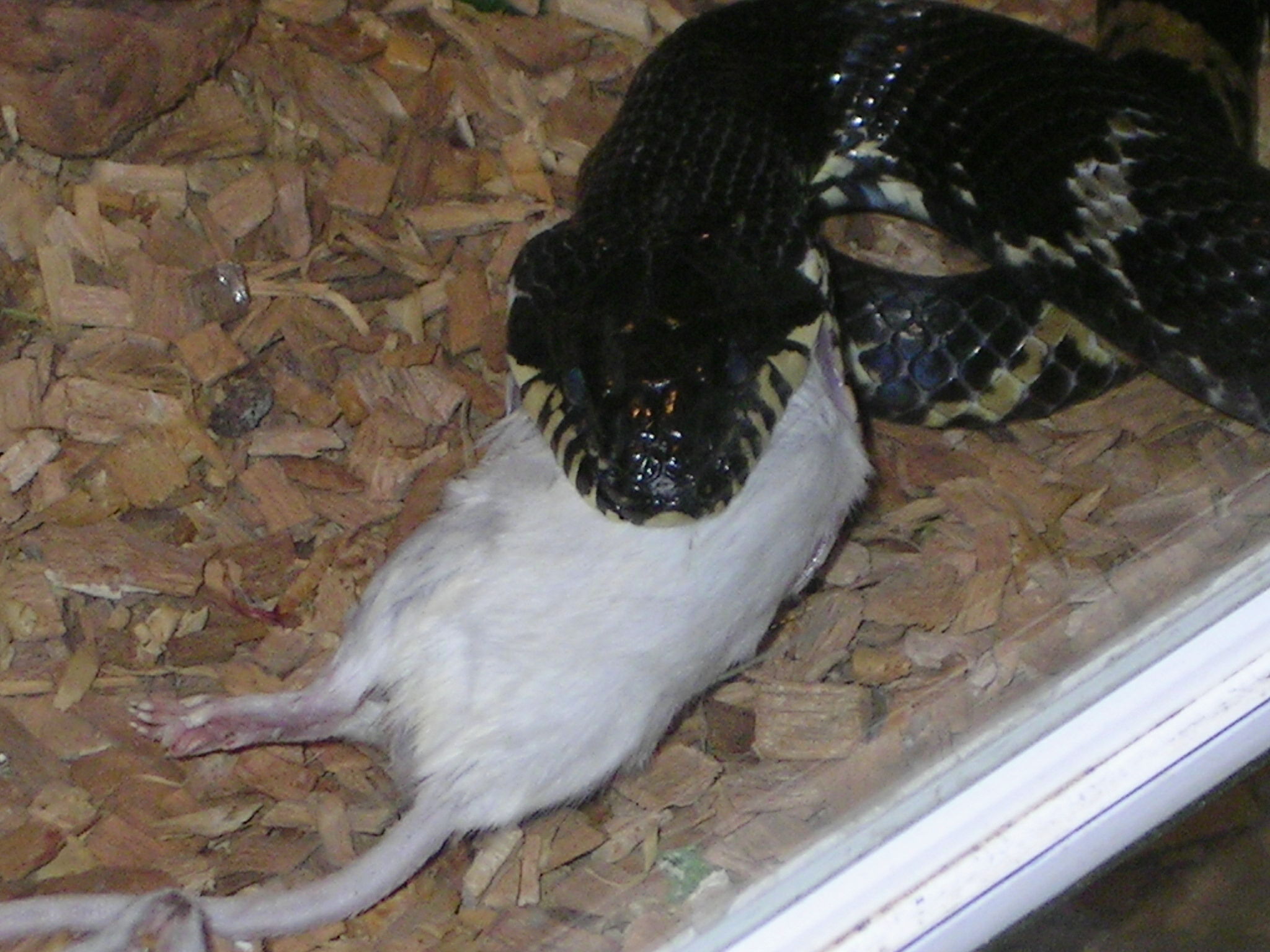 snake_food2