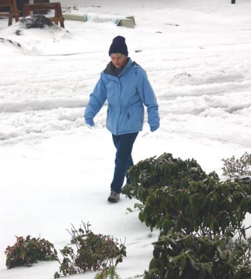 u38/larbear/medium/24959104.CarolinSnow1.jpg