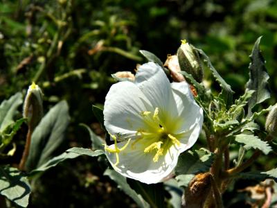IMG_1132.jpg
