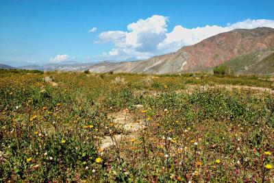 Anza Borrego Desert