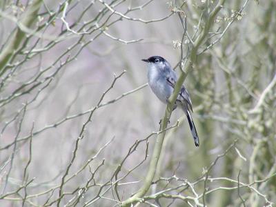 Black-Tailed Gnatcatcher